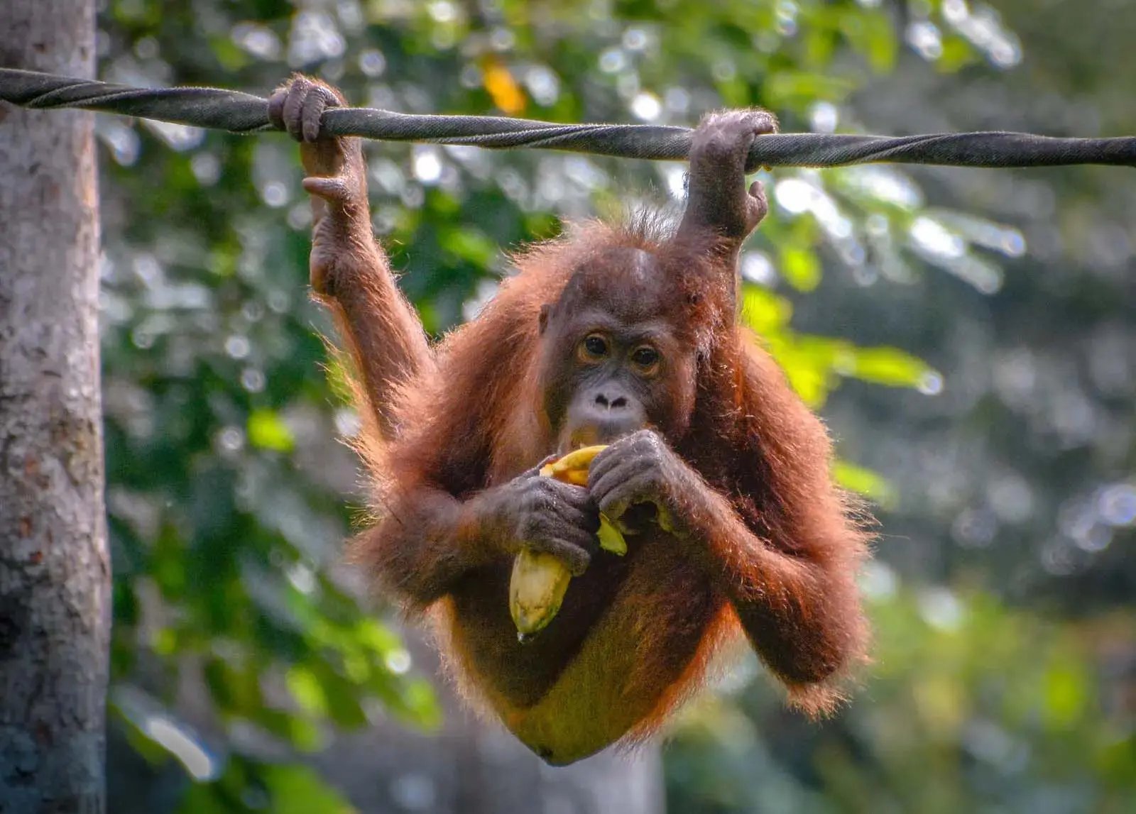 Ape index: How big is the advantage in climbing?